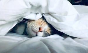 Sleep-better-hotel-bed-cat